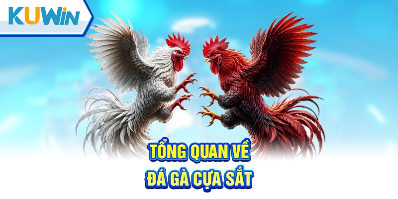 Khái niệm đá gà cựa sắt